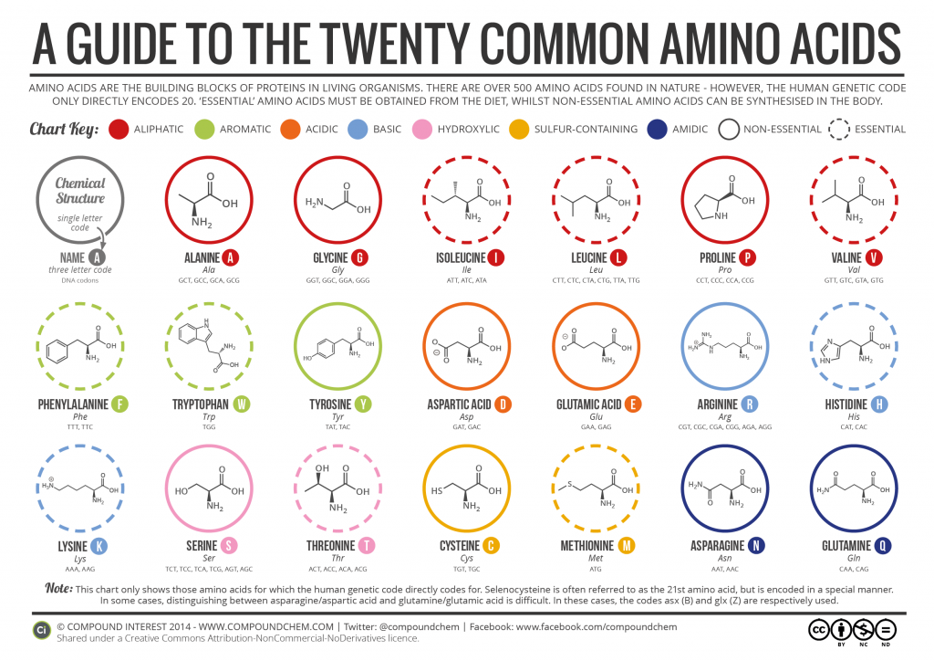 amino acids